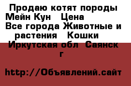 Продаю котят породы Мейн Кун › Цена ­ 12 000 - Все города Животные и растения » Кошки   . Иркутская обл.,Саянск г.